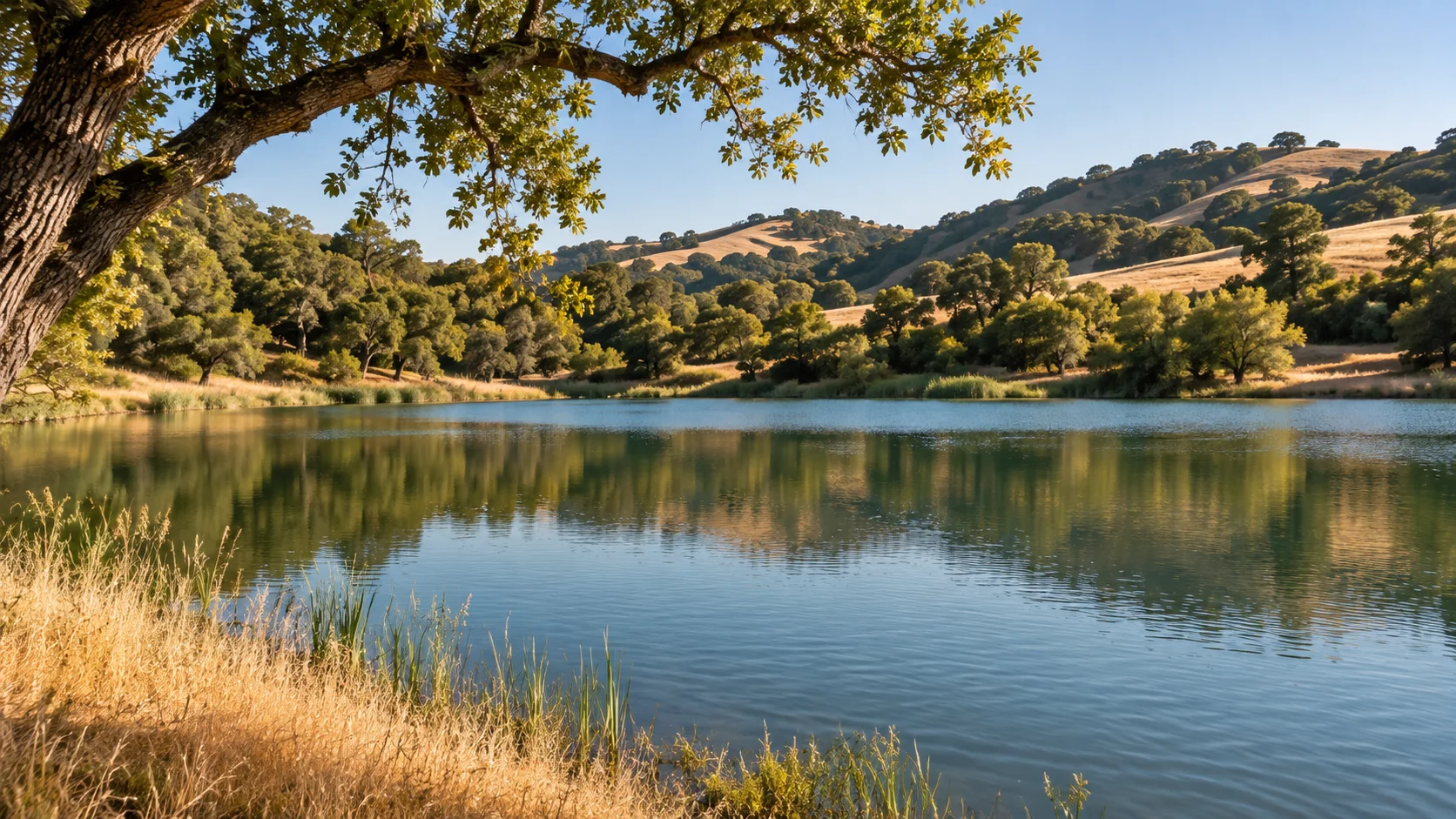 Quiet lake framed by oak trees and golden rolling hills